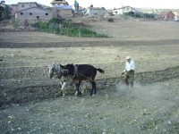 Taşbaşı Köyü - 12